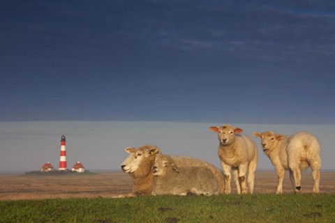 Lighthouse Westerheversand and sheep on salt marsh at Westerhever
