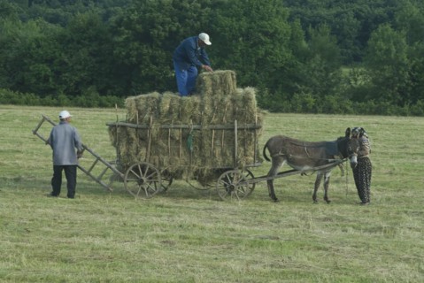 Haymaking with donkey carts