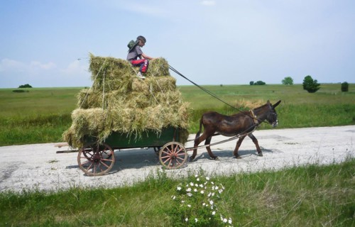 Boy on donkey cart loaded with hay