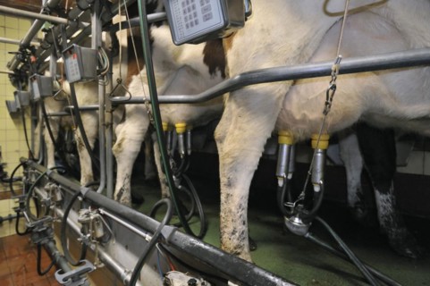 Cows