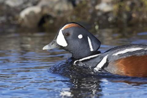 Harlequin duck