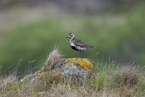 European golden plover