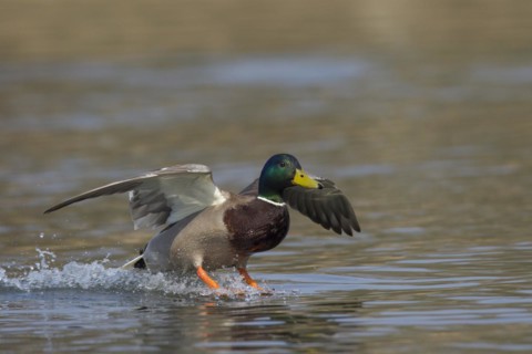 Mallard