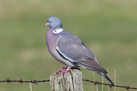 Common wood pigeon