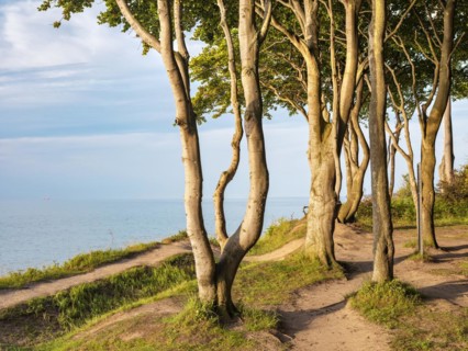 Beech forest on the coast of the Baltic Sea