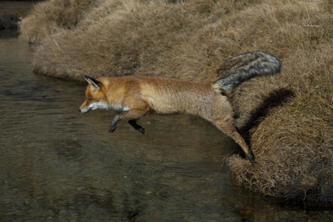Red fox