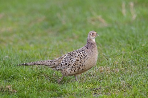 Common pheasant