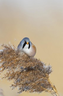 Bearded reedling