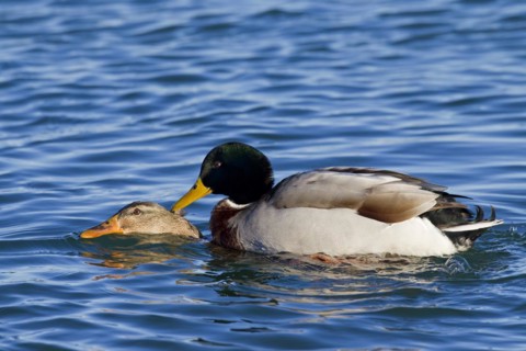 Mallard