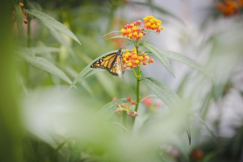 Monarch butterfly in the research greenhouse at the University of Hohenheim. In the Phytotechnikum