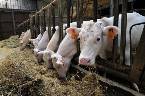 Calves eating hay in cowshed of farm of cattle