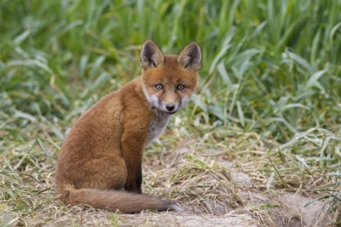 Young red fox