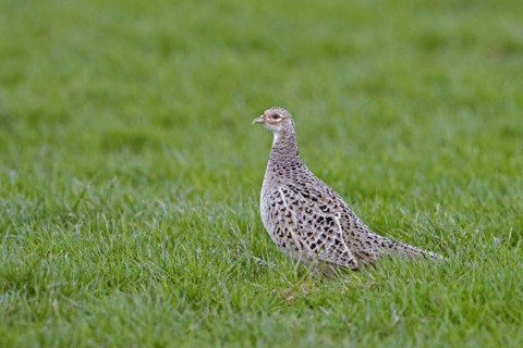 Common pheasant