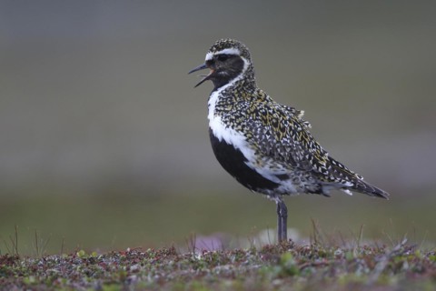 European Golden Plover