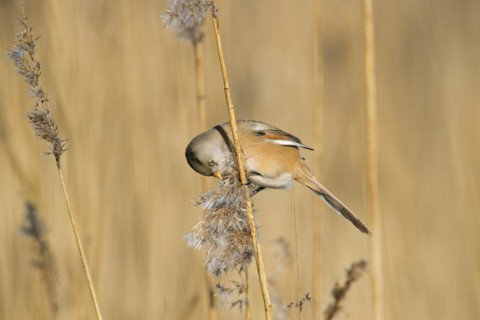 Bearded reedling