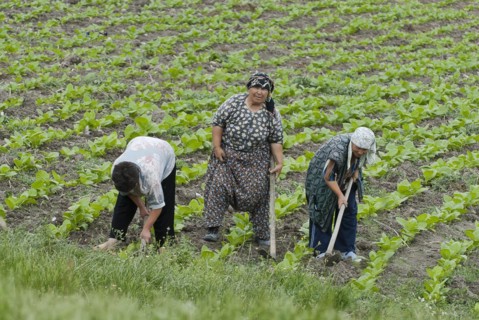 Women at work in the tobacco field