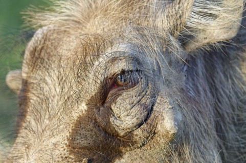 Common warthog