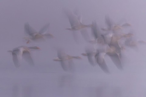 Greylag Goose