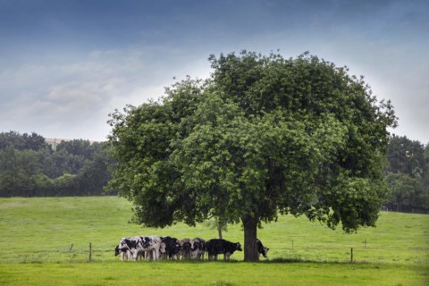 Cows looking for shelter under tree in field during downpour