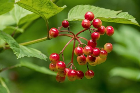 Guelder rose