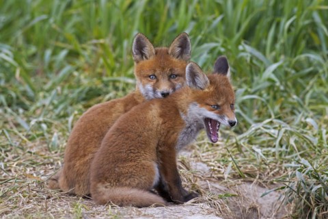 Young yelping red fox