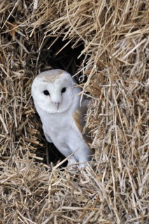 Nesting Barn owl