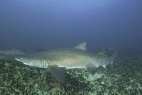 Sand tiger shark