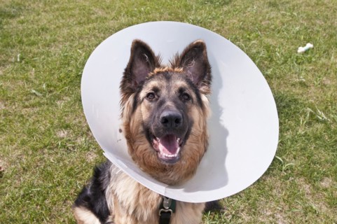 German shepherd