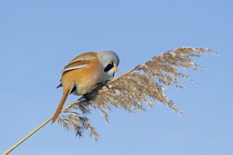Bearded reedling