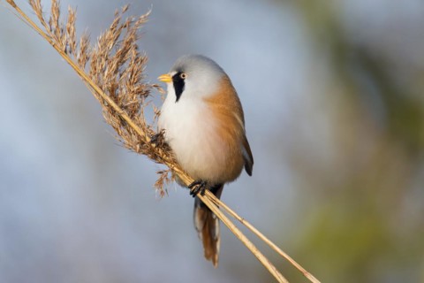Bearded Reedling
