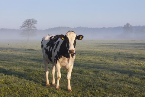 Holstein Friesian cow in field