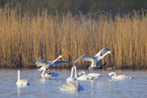 Flock of Bewick's swans