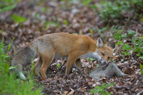 Young red fox