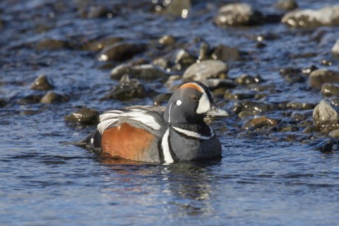 Harlequin duck