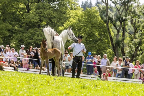 Main and County Stud Marbach in Swabian Alb