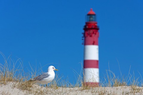 Common gull