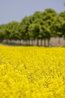 Avenue trees behind a rape field