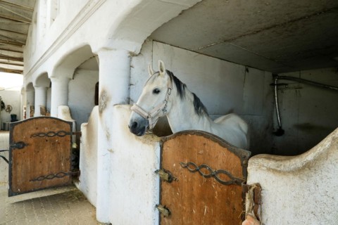 Stallion