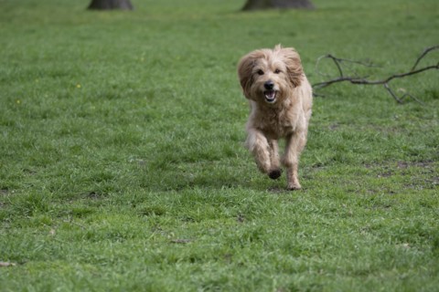 Mini Goldendoodle running across meadow