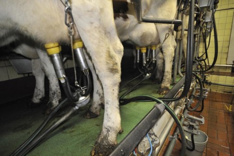 Cows