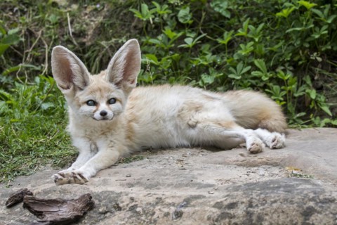 Captive fennec fox
