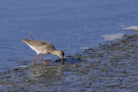 Spotted redshank