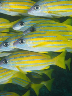 Shoal