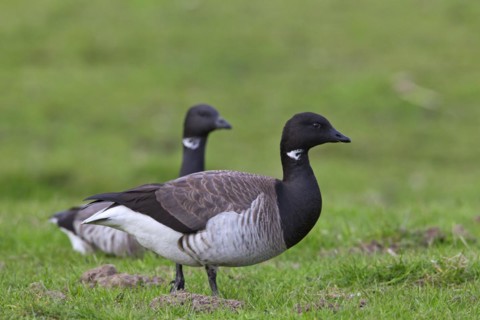 Pale-bellied Brent Goose
