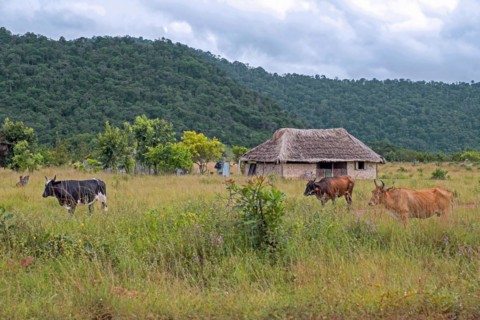 Small farm house with cows on the savanna along the Linden-Lethem dirt road linking Lethem and Georgetown in the rainy season