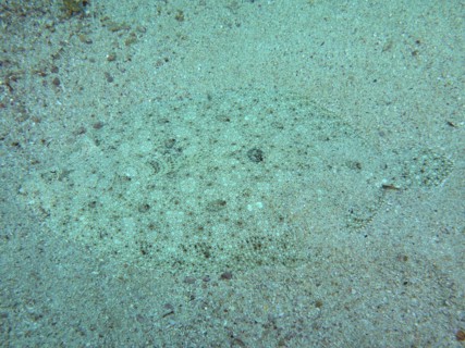 Well camouflaged peacock flounder