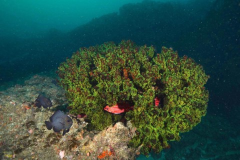 Green tree coral
