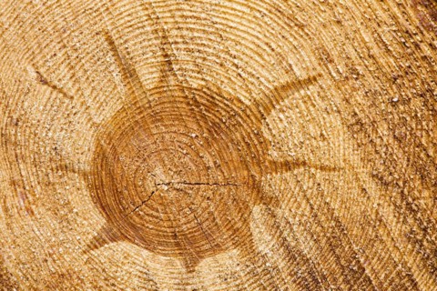 Wood structure