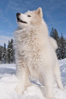 Samoyed dog