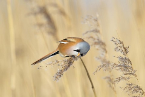 Bearded reedling